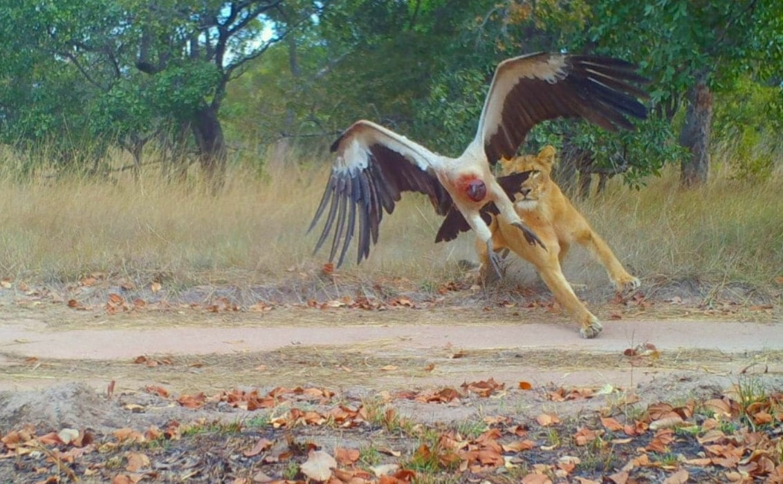 Credit to Musekese Conservation, lion chasing vulture