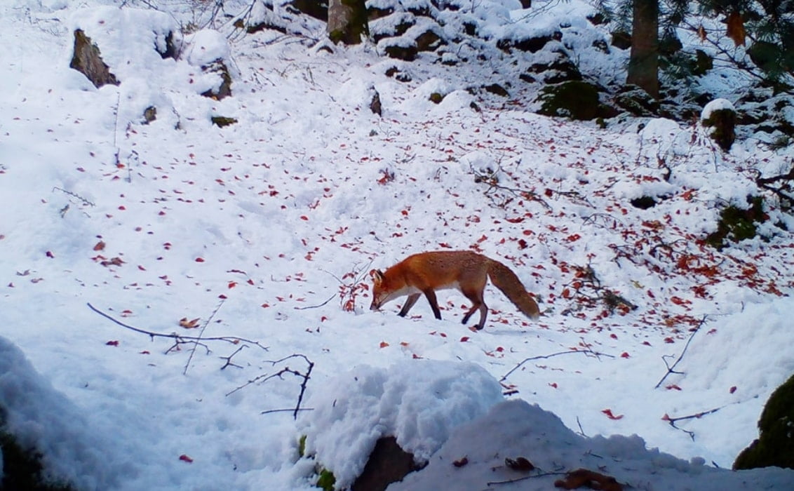 Credit to Observatoire des Carnivores Sauvages, fox