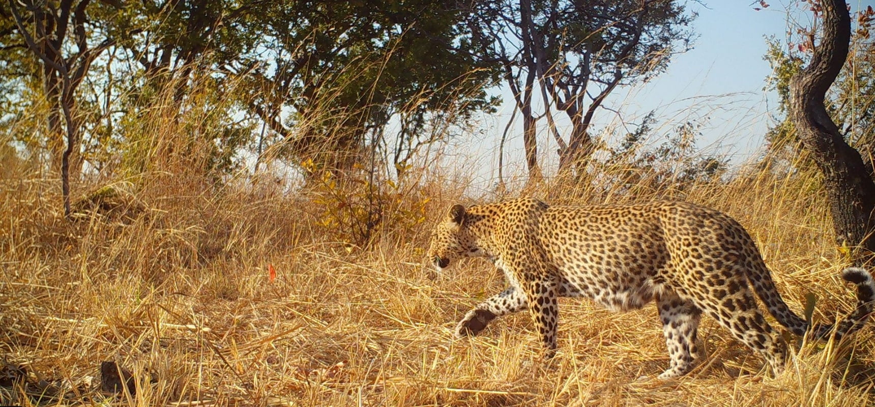 Credit to Musekese Conservation, leopard walking